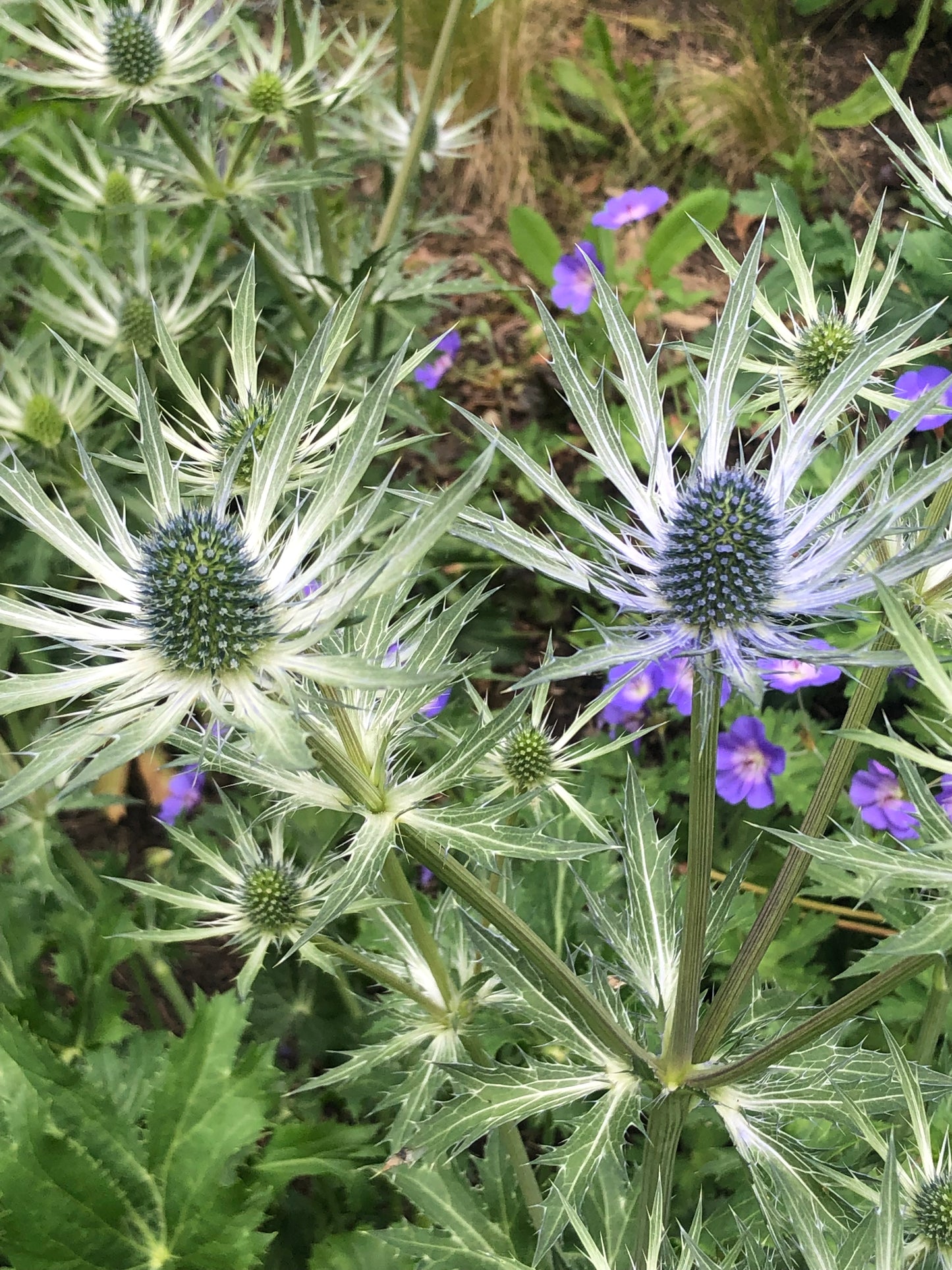 Initial Holistic Consultation