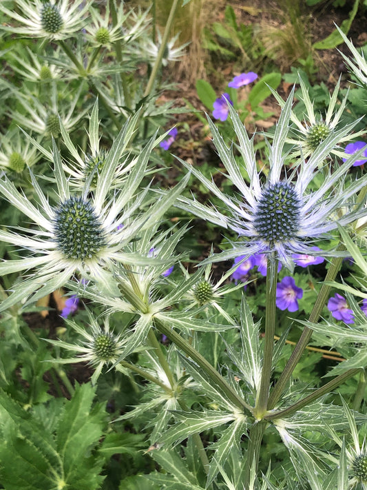 Initial Holistic Consultation