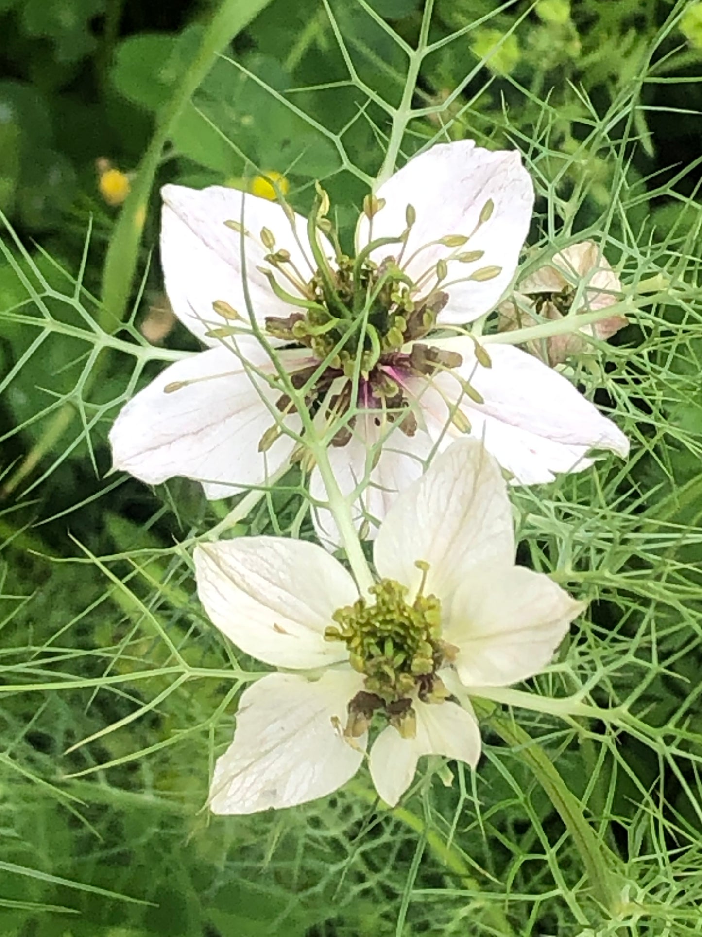 Ayurvedic Yogic Massage (Lymphatic Drainage)