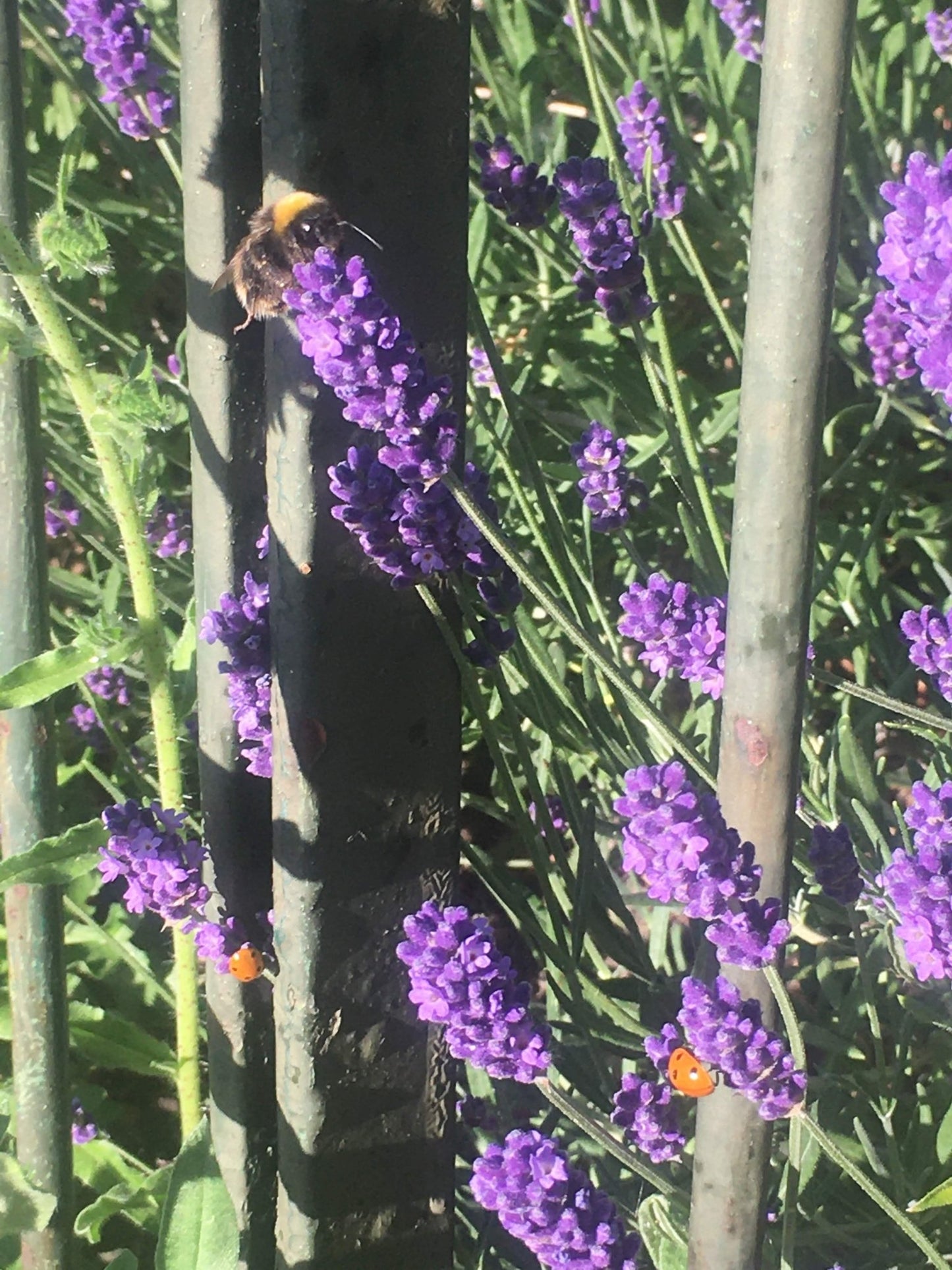 De-Stress (Californian) Massage - Bush Healing Centre