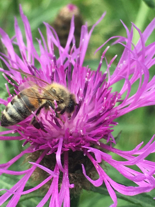 De-Stress (Californian) Massage - Bush Healing Centre