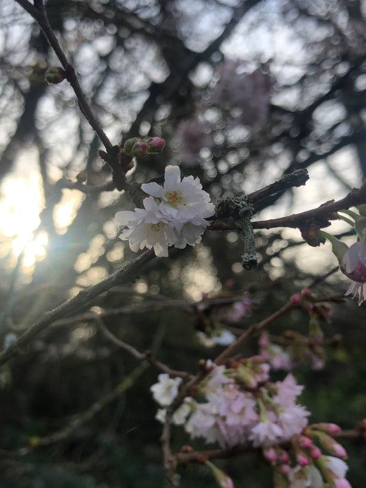 Follow up Visit - Bush Healing Centre